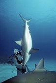 Shark handler handling Shark in hyptonic trance Bahamas ; The tonic immobility response may be obtained from the Sharks in caressing the nose, area of ampullae of Lorenzini. The diver may then handle the fish at its discretion.
