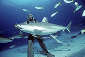 Shark handler handling Shark in hyptonic trance Bahamas ; The tonic immobility response may be obtained from the Sharks in caressing the nose, area of ampullae of Lorenzini. The diver may then handle the fish at its discretion.