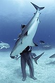 Shark handler handling Shark in hyptonic trance Bahamas ; The tonic immobility response may be obtained from the Sharks in caressing the nose, area of ampullae of Lorenzini. The diver may then handle the fish at its discretion.