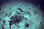 Diver observes Sharks feeding on frozen ball Bahamas ; The tonic immobility response may be obtained from the Sharks in caressing the nose, area of ampullae of Lorenzini. The diver may then handle the fish at its discretion.