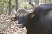 Male Gaur turning head to watch Kanha National Park