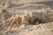 Ghost Crab leaving its hole on a beach Sial Island Egypt