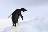 Adelie penguin on ice