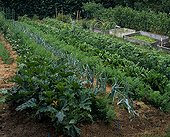 Rows of various vegetables in a garden ; Method gardening Gertrude Frank 