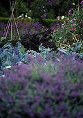 Cabbage and Sweet Pea in the 'Garden Saphir' in summer