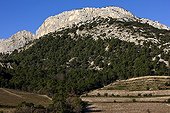 The Dentelles de Montmirail Provence France