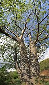 Old Baobab tree Bouéni Mayotte