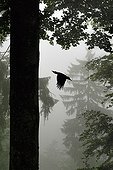 Black woodpecker flying the nest in the forest Vosges Lorraine ; Veolia Environnement Wildlife Photographer of the Year 2009<br>Nature in Black and White - Runner-up<br>Black woodpecker in grey