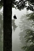 Black Woodpecker on arrival at the nest in the forest Vosges Lorraine 