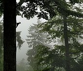 Black Woodpecker nest in the mist of the forest Vosges Lorraine