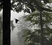 Black woodpecker flying the nest in the forest Vosges Lorraine