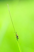 Longhorn Beetle warming in the sun on a blade of grass