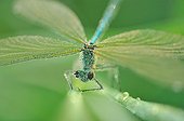 Beautiful Demoiselle covered with dew Touraine France
