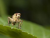 Fly resting on a leaf Doubs France
