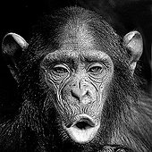 Portrait of a Chimpanzee PN Conkouati Congo