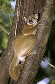 Ankarana sportive lemur (Lepilemur ankaranensis) in hollow trunk, Madagascar. The distribution range is less than 5,000 km², the range is severely fragmented, and there is continuing decline.