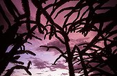 Cloudy sky seen through a thicket with octopus trees