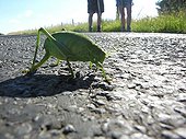 Speckled bush-cricket walking