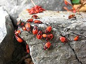 Fire bug on a rock