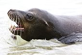 Galapagos sea lion threatening during bath Galapagos