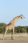 Physical contact between two young male giraffes Namibia 