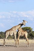 Friendly fight between two young male giraffes Namibia 