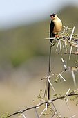 Veuve royale mâle en plumage nuptial sur acacia Namibie