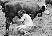 Hand milking a cow in the mountains in the French Alps ; G.A.E.C. LA BERGERIE D'ORTHAZ (Christian Fournier)