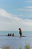 Grizzly and cubs lake Katmai Alaksa 
