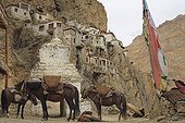 Horses resting in Phuktal village Zanskar India  ; They just arrived at the village of Phuktal by the mule-track which is the only access road. 
