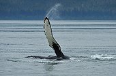 Nageoire pectorale de Rorqual à bosse Frederick Sound Alaska ; La baleine se met sur le côté ou sur le dos et frappe la surface de l'eau avec sa nageoire pectorale