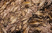 Breeding of House Crickets Germany