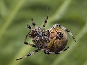 Araneus Quadratus Spider repairing its cobweb Doubs France