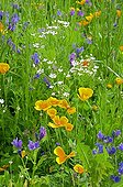 Perennial Flax and California poppies in bloom in a garden