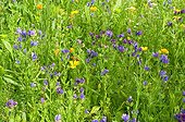 Perennial Flax and California poppies in bloom in a garden