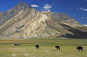 Grunting oxes in a high valley of Zanskar India