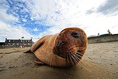 Harbor seal on a beach Estuaire de la Rance France 