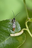Female Parasitoid wasp laying eggs in on caterpillar France