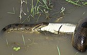 Anaconda stifling a common caiman Venezuela