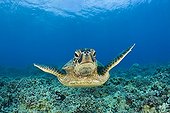 Green turtle swimming above the reef Maui Hawaii