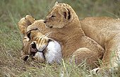 Lioness and her cub doing a nap Masai Mara Kenya