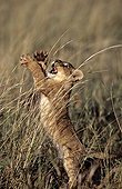 Lion cub playing with high grass Masai Mara Kenya 