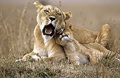 Lioness and her cub resting Masai Mara Kenya