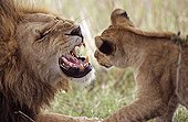 Male lion grumbling front a lion cub Masai Mara Kenya 
