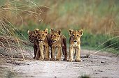 Group of lions on a runway Central African Republic 