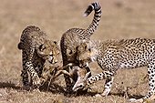 Young Cheetahs eating a caught Antilope Kenya