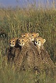 Group of young Cheetahs careful Masaï Mara Kenya ; 3-4 months old youngs