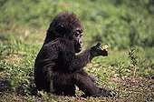 Young western lowland gorilla sitting and eating 
