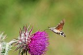 Olive Bee Hawk-Moth gathering nectar of Thistle flower