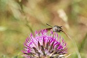 Olive Bee Hawk-Moth gathering nectar of Thistle flower